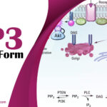 IP3 Full Form: Understanding Inositol Triphosphate in Cell Signaling