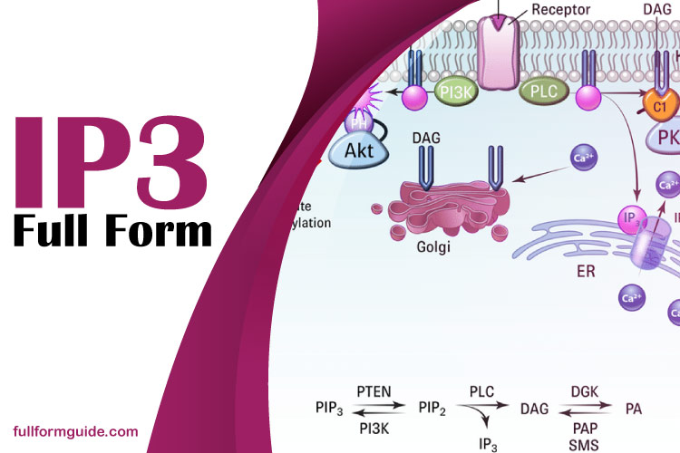 IP3 Full Form: Understanding Inositol Triphosphate in Cell Signaling